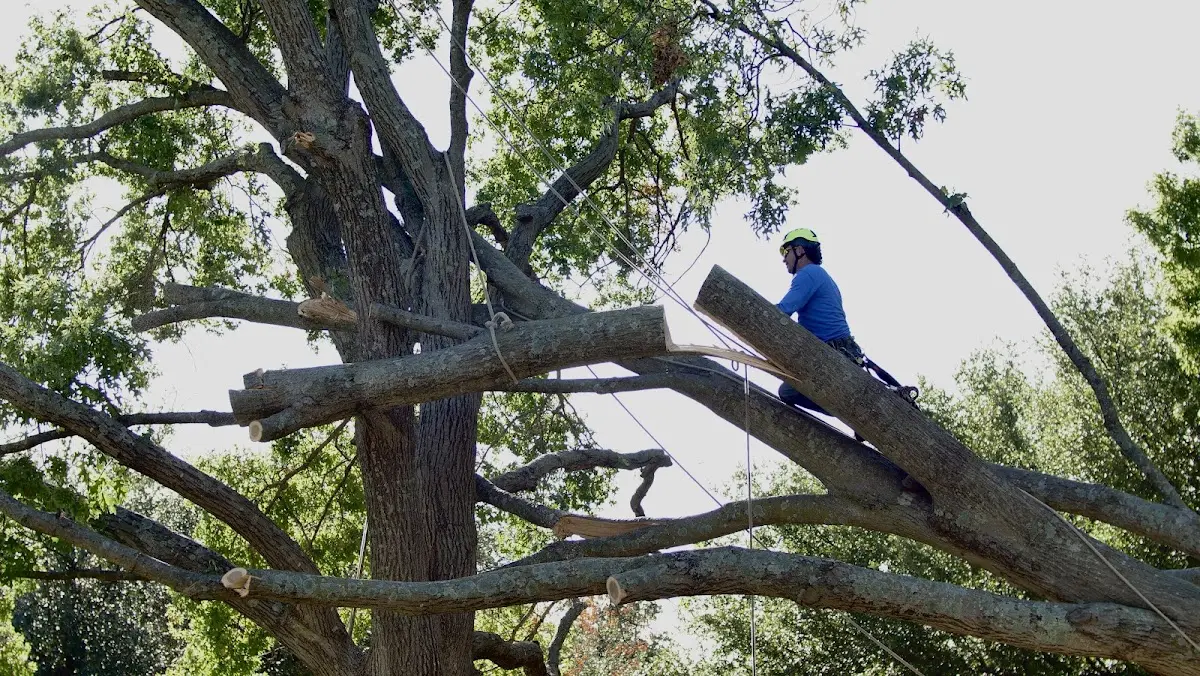 Professional Crown Thinning performed by certified arborists in Rosiclare