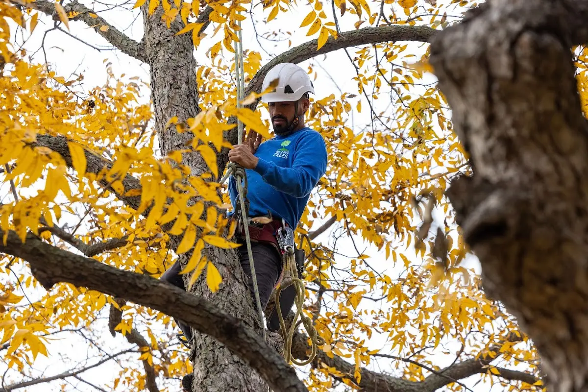 Skilled Storm Damage Cleanup crew working in Rosiclare
